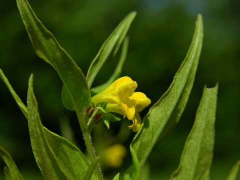 Image of Small cow-wheat