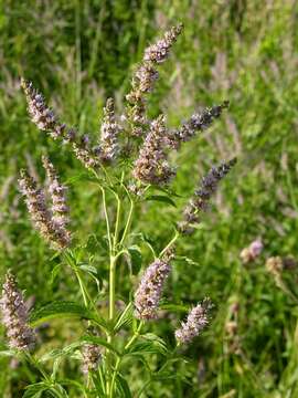 Image of Garden mint