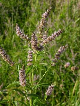 Image of Garden mint