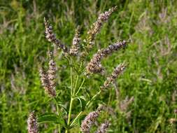 Image of Garden mint