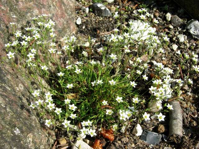 Image of Sabulina verna (L.) Rchb.