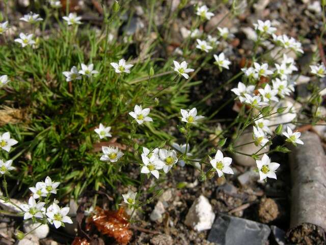 Image of Sabulina verna (L.) Rchb.