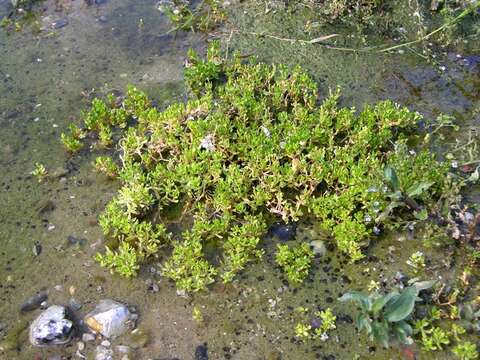 صورة Montia fontana subsp. fontana