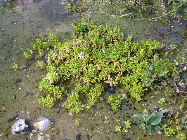 Imagem de Montia fontana subsp. fontana