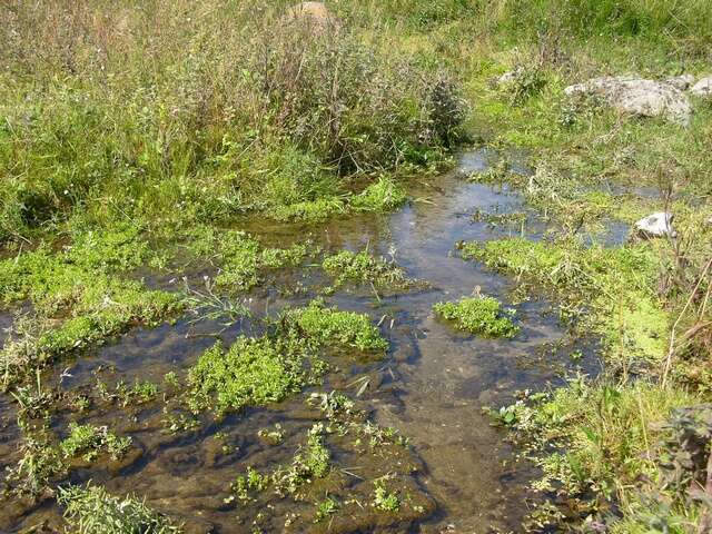 Imagem de Montia fontana subsp. fontana