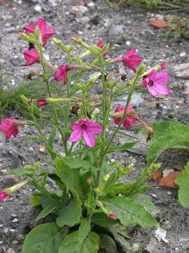 Image of tobacco