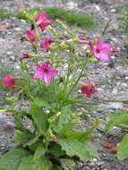 Image of tobacco