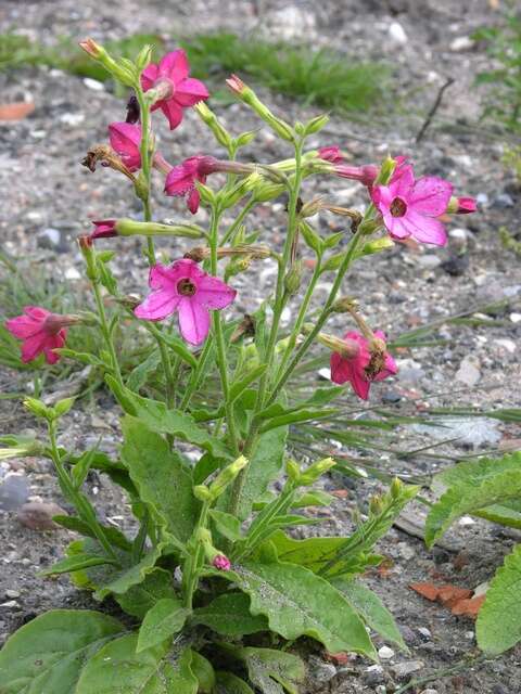 Image of tobacco