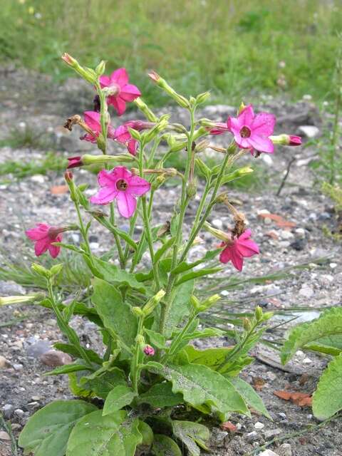 Image of tobacco