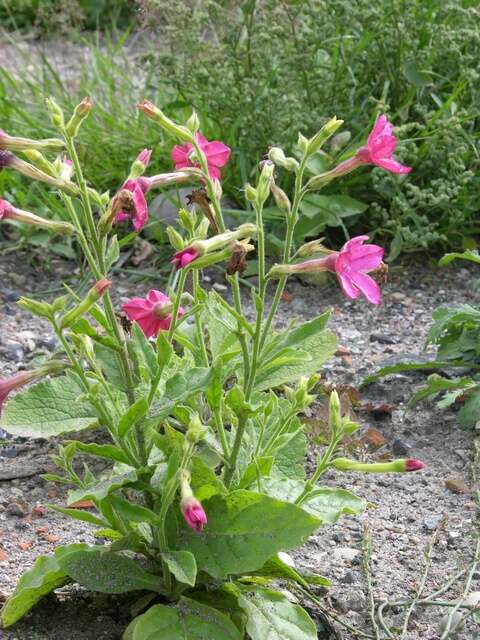 Image of tobacco