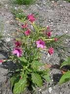 Image of tobacco