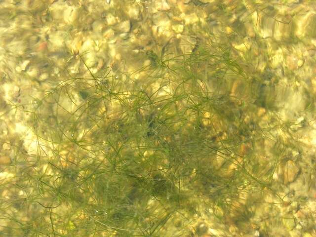 Image of Translucent Stonewort