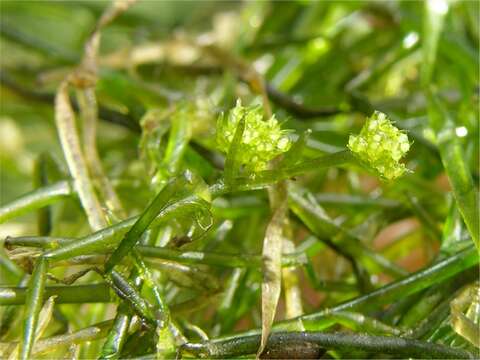 Image of Translucent Stonewort