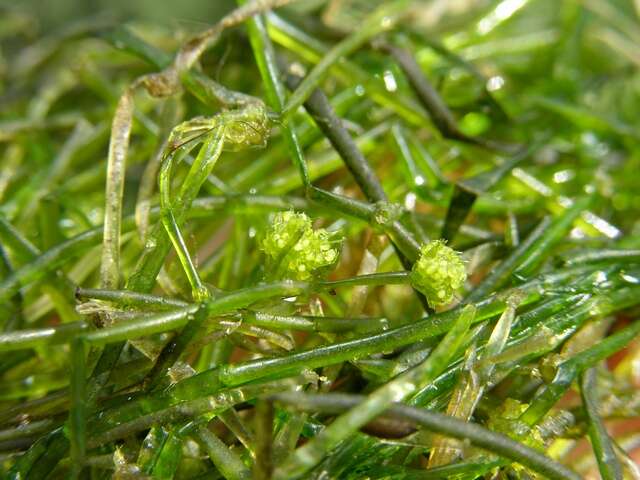 Image of Translucent Stonewort