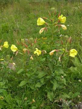 Image of evening primrose