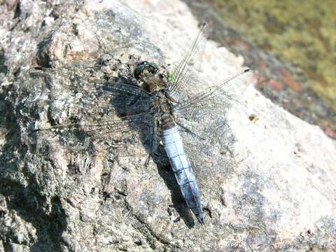 Image de Orthetrum Newman 1833