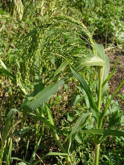 Image of panicgrass