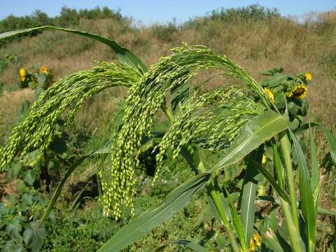 Image of panicgrass