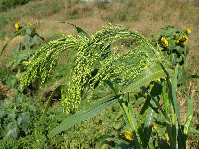 Image of panicgrass