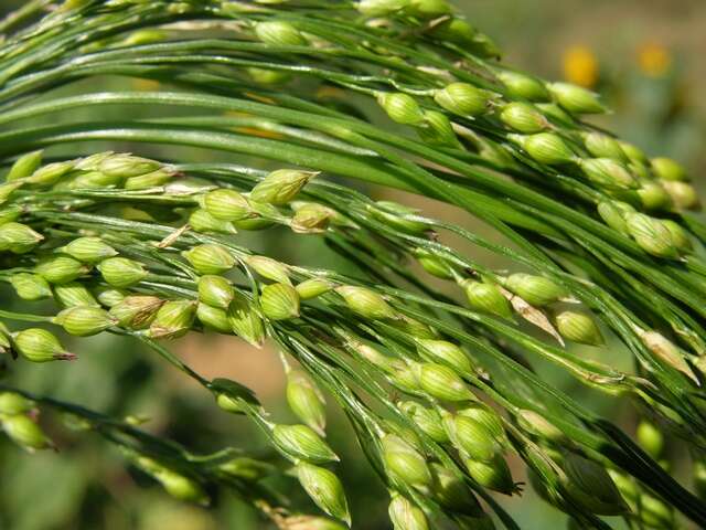 Image of panicgrass