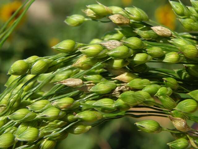 Image of panicgrass