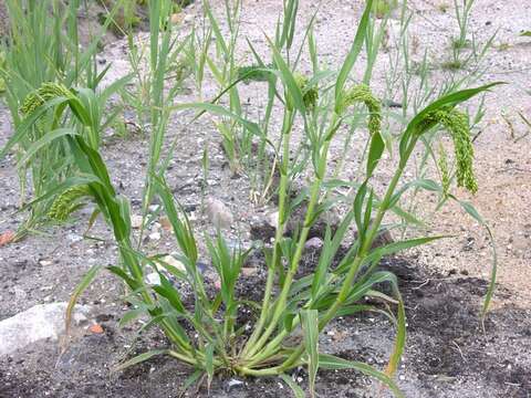 Image of panicgrass