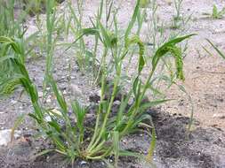 Image of panicgrass