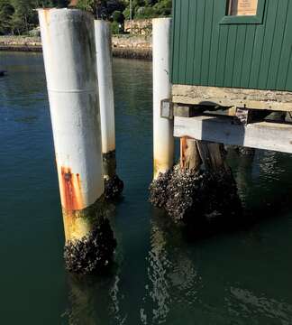 Image of Sydney rock oyster