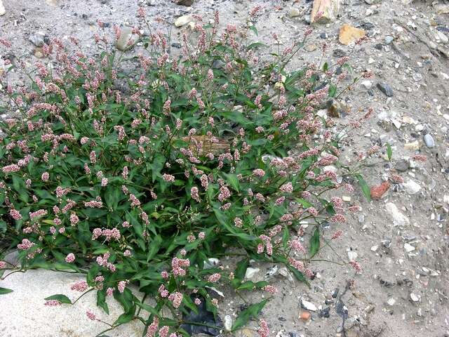 Image of Pinkweeds