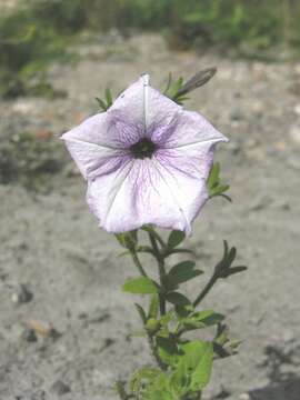 Image of petunia