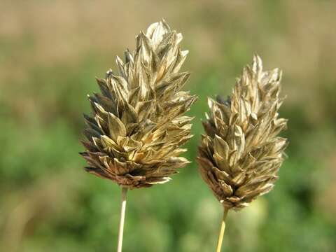 Image of canarygrass