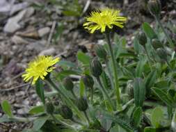 Image of Mouse-ear-hawkweed