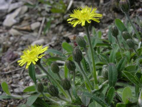 Image of Pilosella officinarum Vaill.