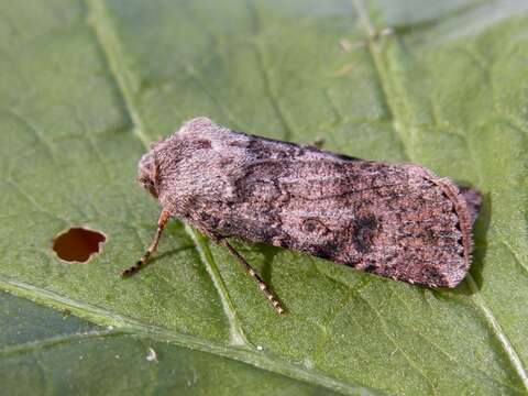 Image of Agrotis