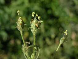 Imagem de Plantago arenaria Waldst. & Kit.