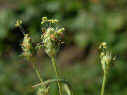 Imagem de Plantago arenaria Waldst. & Kit.