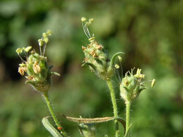 Imagem de Plantago arenaria Waldst. & Kit.