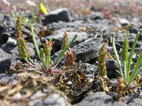 Image of Plantago tenuiflora Waldst. & Kit.