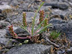 Image of <i>Plantago tenuiflora</i> Waldst. & Kit.