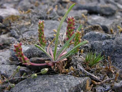 Image of Plantago tenuiflora Waldst. & Kit.