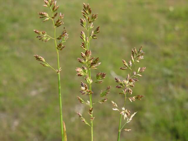 Image of Meadow Grasses