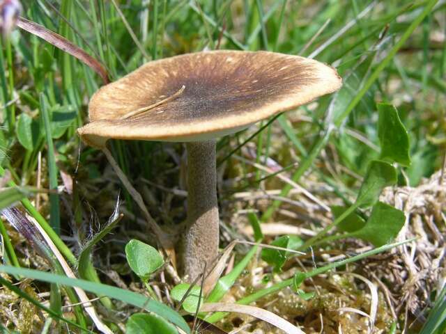 Image de Lentinus