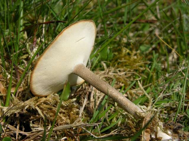 Image of Lentinus