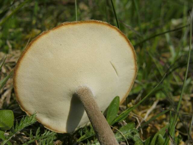 Image de Lentinus