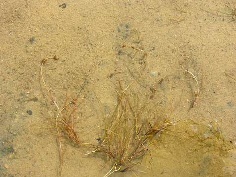 Image of pondweed