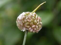 Allium vineale L. resmi