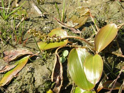 Image of Bog Pondweed