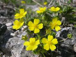 Image of spring cinquefoil