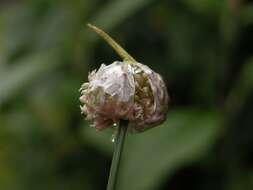 Allium vineale L. resmi