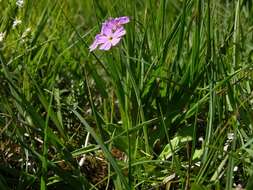 Image of cowslip